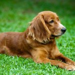 英国可卡犬-缩略图-9