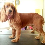 英国可卡犬-缩略图-12