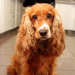 英国可卡犬-缩略图-13