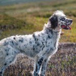 英国雪达犬-缩略图-3