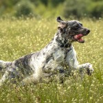 英国雪达犬-缩略图-4