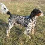 英国雪达犬-缩略图-6