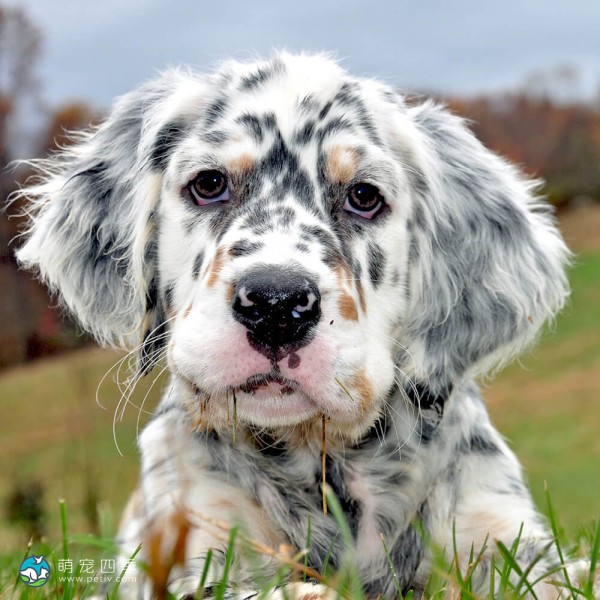 英国雪达犬-9