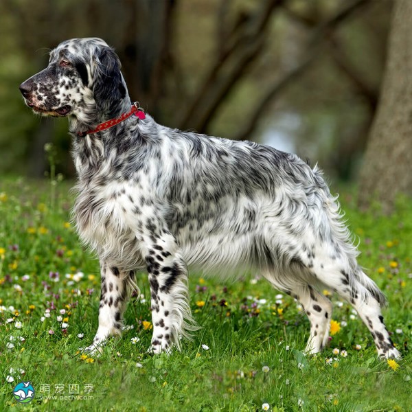 英国雪达犬-11