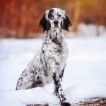 英国雪达犬-缩略图-12