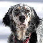 英国雪达犬-缩略图-13