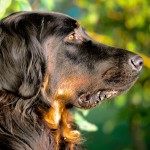 戈登雪达犬-缩略图-1