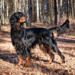 戈登雪达犬-缩略图-2