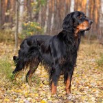 戈登雪达犬-缩略图-3