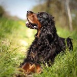 戈登雪达犬-缩略图-4