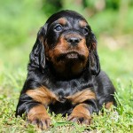 戈登雪达犬-缩略图-5