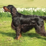 戈登雪达犬-缩略图-6