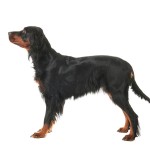 戈登雪达犬-缩略图-7