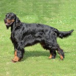 戈登雪达犬-缩略图-9