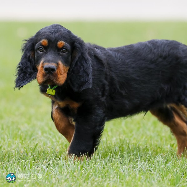 戈登雪达犬-10
