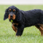 戈登雪达犬-缩略图-10