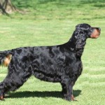 戈登雪达犬-缩略图-11