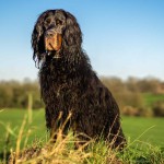 戈登雪达犬-缩略图-12