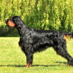 戈登雪达犬-缩略图-13