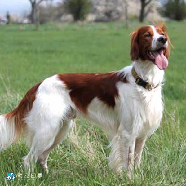 爱尔兰红白雪达犬-1