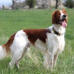 爱尔兰红白雪达犬-缩略图-1