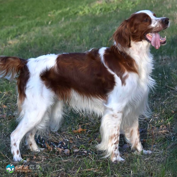 爱尔兰红白雪达犬-2