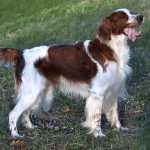 爱尔兰红白雪达犬-缩略图-2