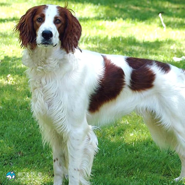 爱尔兰红白雪达犬-3