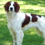 爱尔兰红白雪达犬-缩略图-3