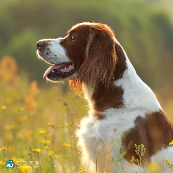 爱尔兰红白雪达犬-4