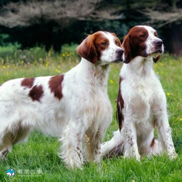 爱尔兰红白雪达犬-5