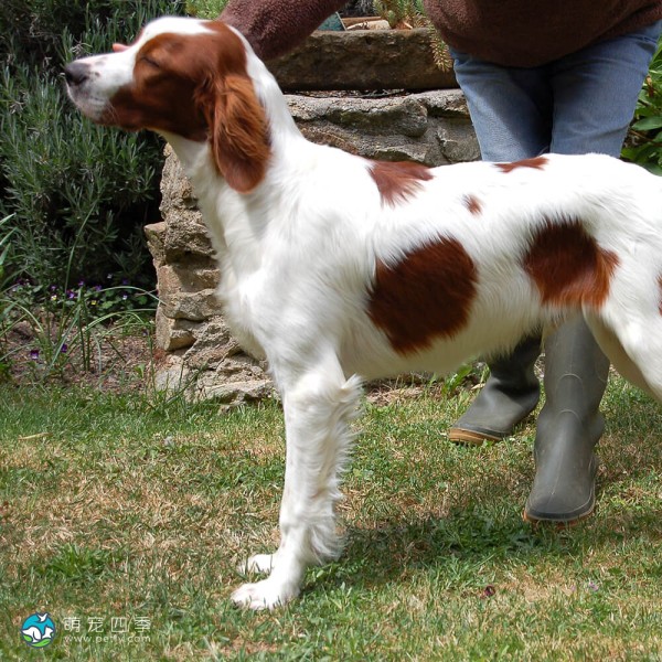 爱尔兰红白雪达犬-6