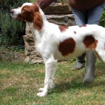 爱尔兰红白雪达犬-缩略图-6