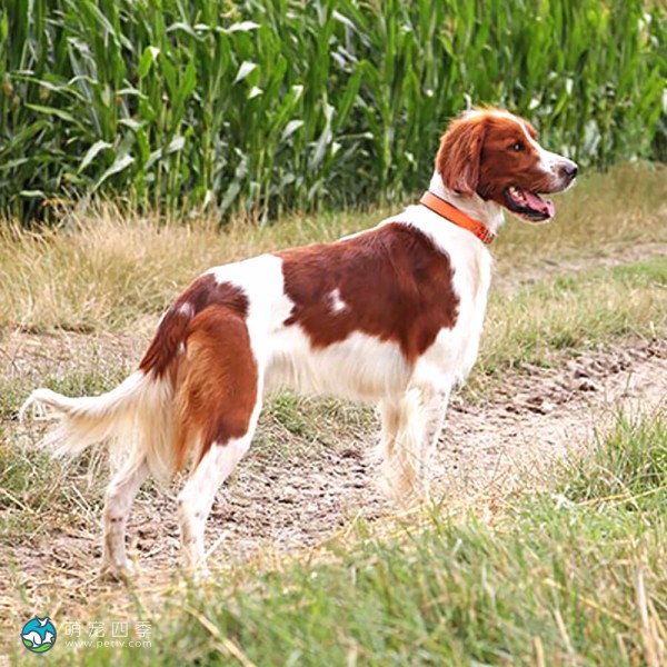 爱尔兰红白雪达犬-7
