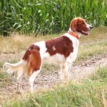 爱尔兰红白雪达犬-缩略图-7