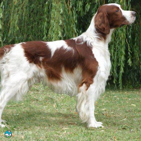 爱尔兰红白雪达犬-8