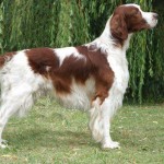 爱尔兰红白雪达犬-缩略图-8