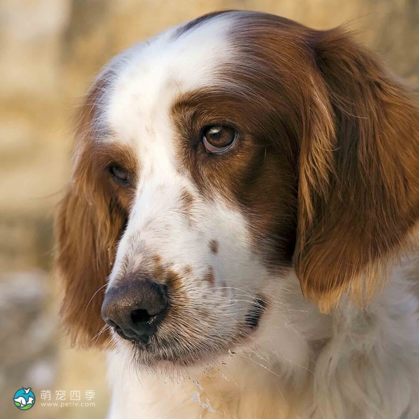 爱尔兰红白雪达犬-9