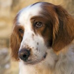 爱尔兰红白雪达犬-缩略图-9