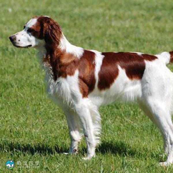 爱尔兰红白雪达犬-10