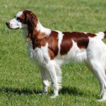 爱尔兰红白雪达犬-缩略图-10