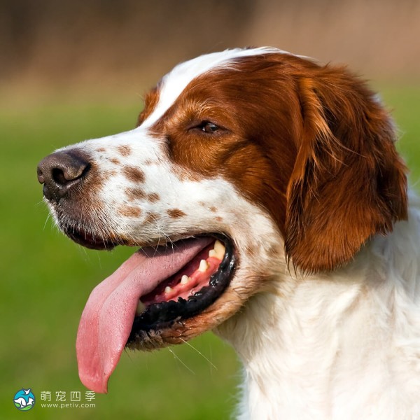 爱尔兰红白雪达犬-11