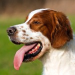 爱尔兰红白雪达犬-缩略图-11