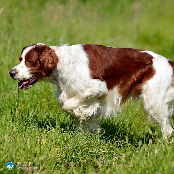 爱尔兰红白雪达犬-12