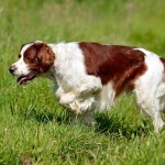 爱尔兰红白雪达犬-缩略图-12