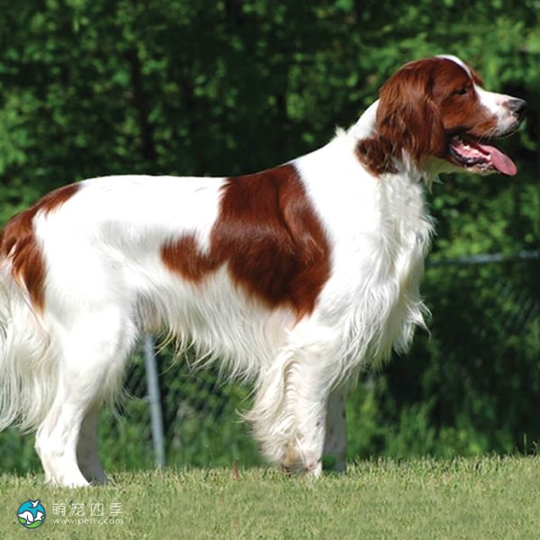 爱尔兰红白雪达犬-13