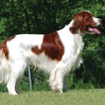 爱尔兰红白雪达犬-缩略图-13