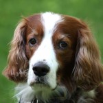 爱尔兰红白雪达犬-缩略图-14