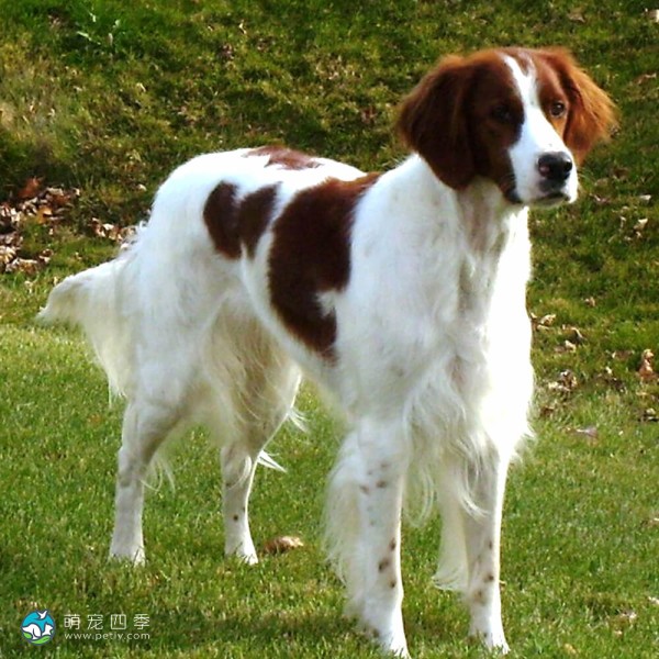 爱尔兰红白雪达犬-15