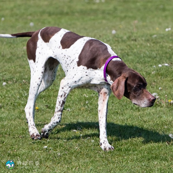 英国波音达犬-1